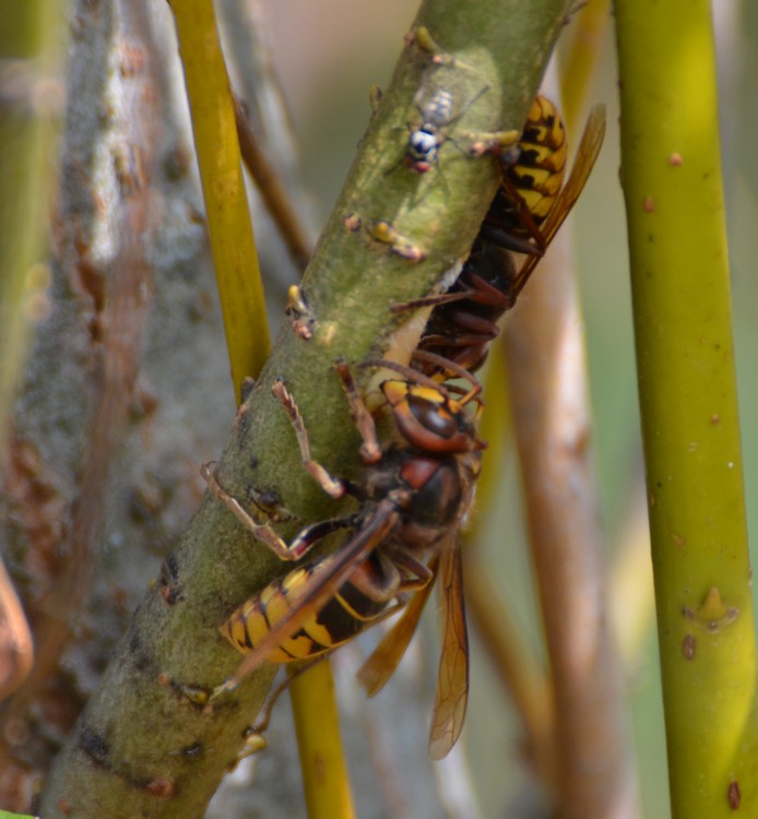 Vespa crabro su Salix viminalis